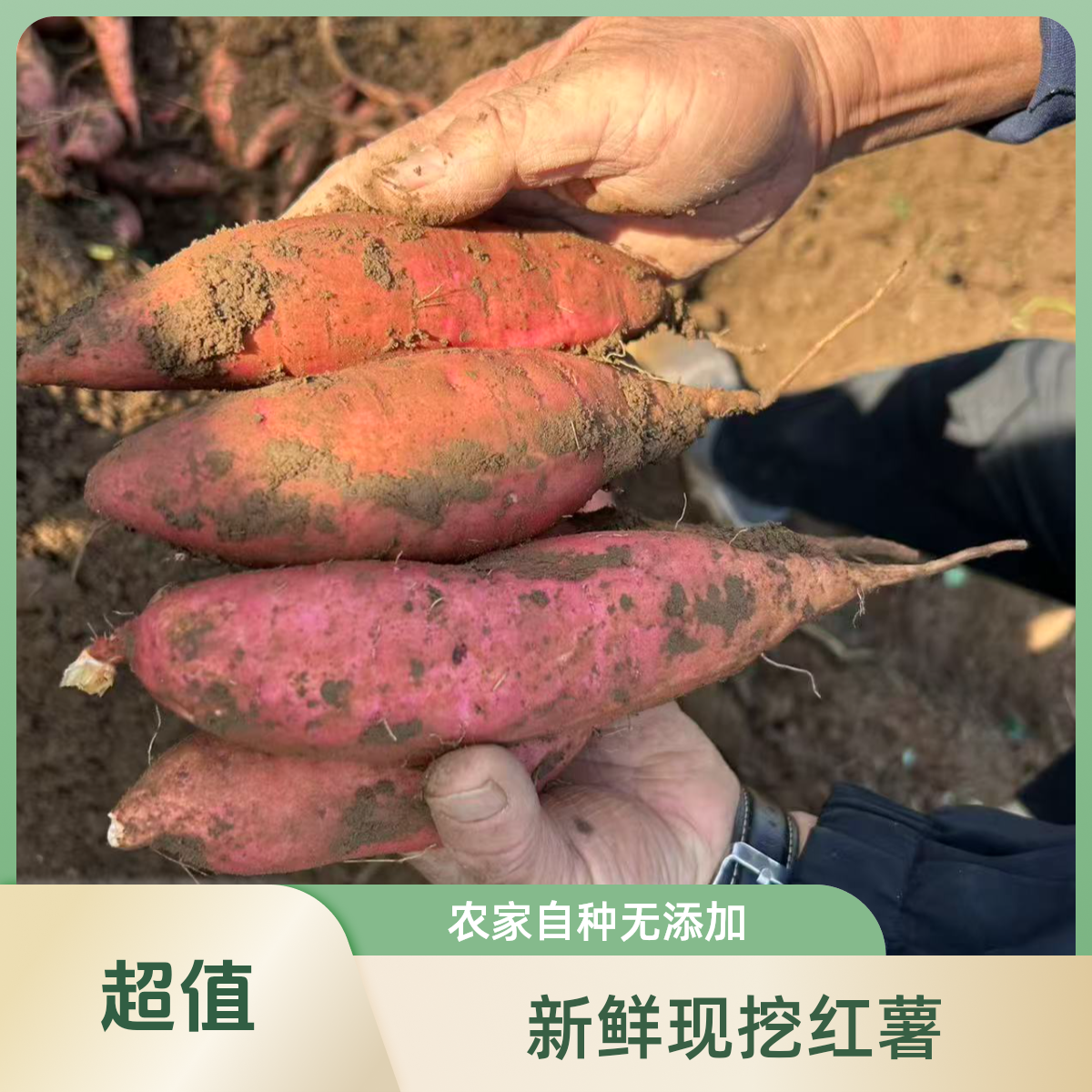 正宗烟薯25号蜜薯糖心流油软糯香甜烟薯25号北京市