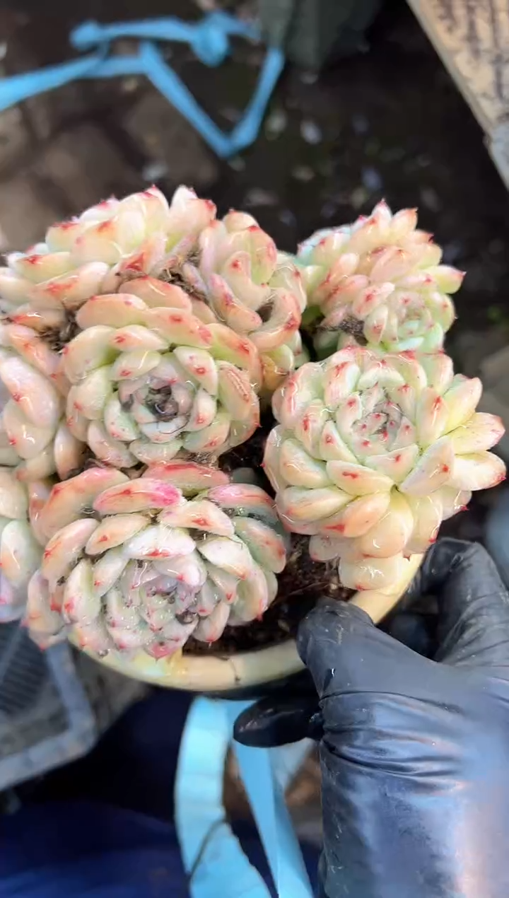 唔*闲多肉植物一物一拍27485