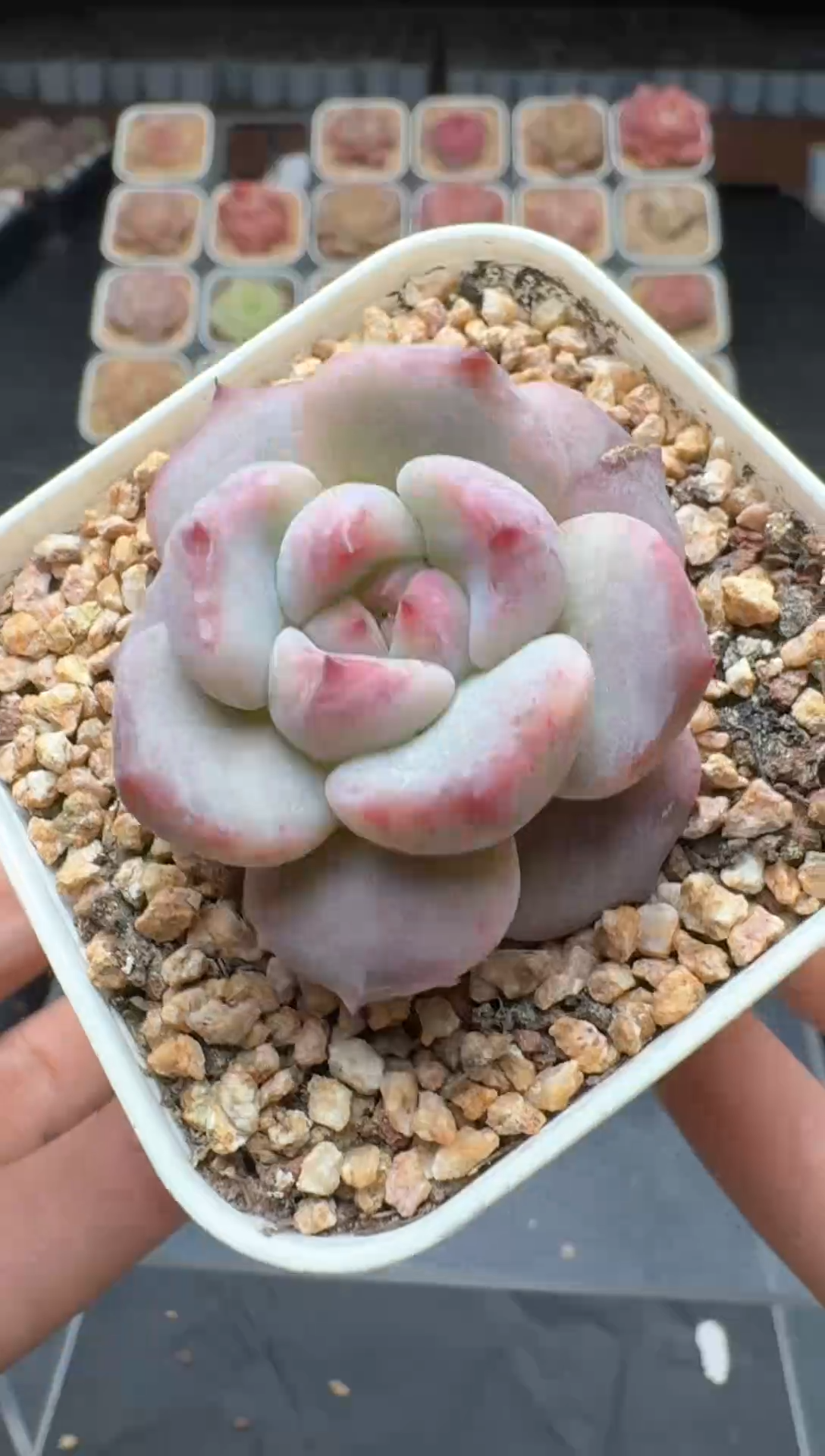 【闪购商品】3单包邮珍妮多肉一物一拍578