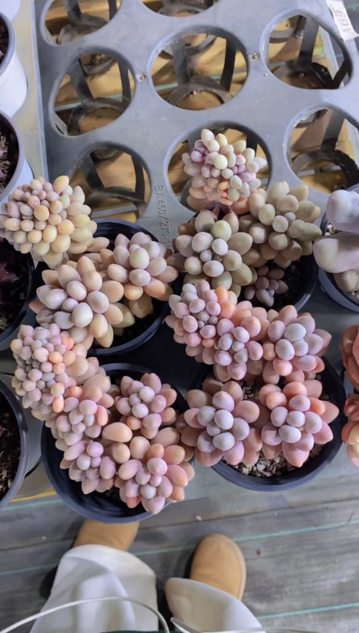 A69-汤圆缀化（量拍）