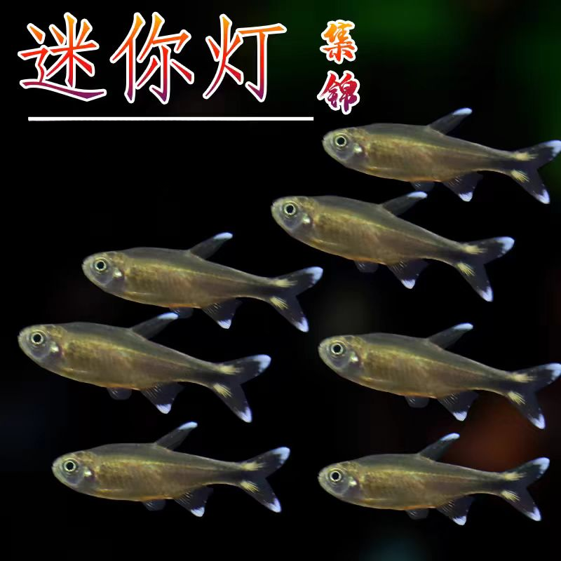 迷你灯小鱼满天星热带观赏小型红绿灯群游灯科活体包邮小型观赏鱼