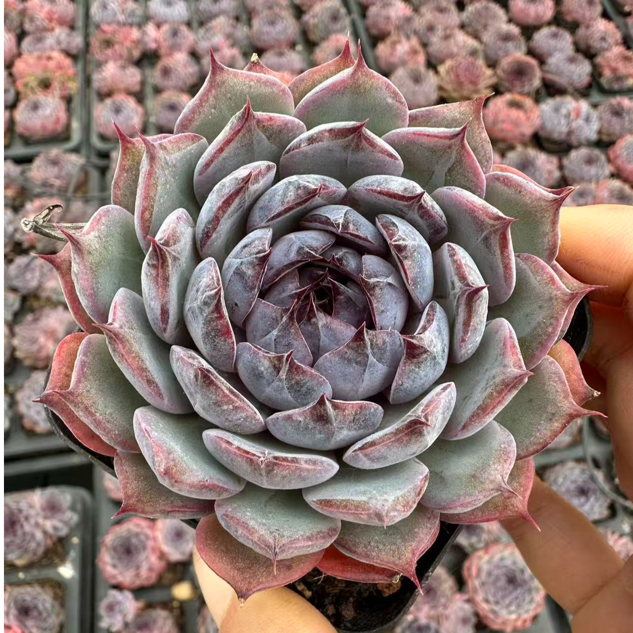 7#蓝色妖姬单双多头混发多肉植物  前男友精品多肉