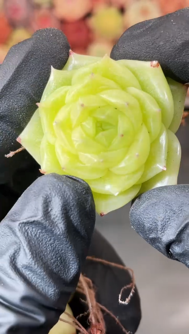 4-30 金色祭司3-4厘米 量拍发一颗