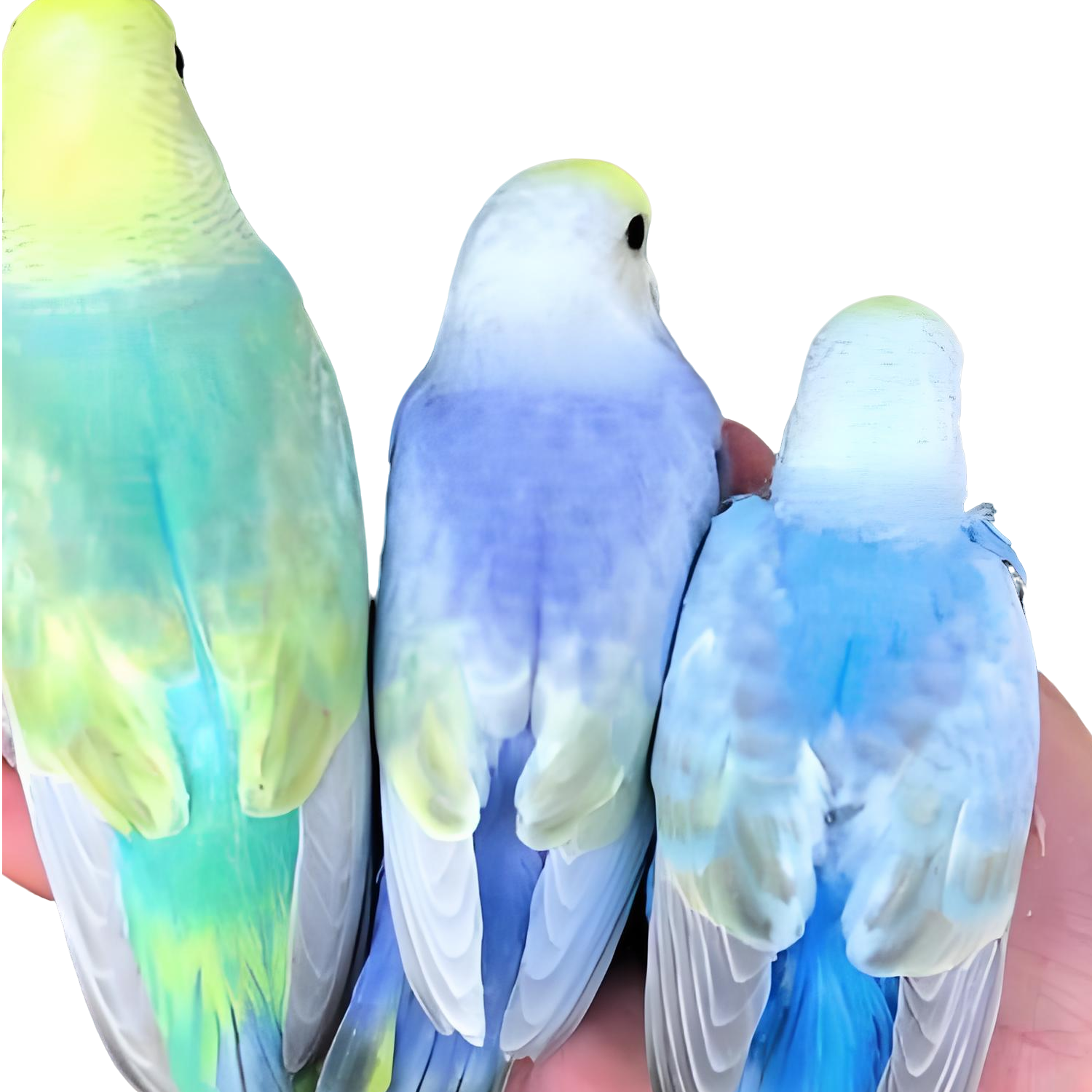 直播间竞拍（弟弟）（本图片与直播间竞拍实物无关）鹦鹉手养