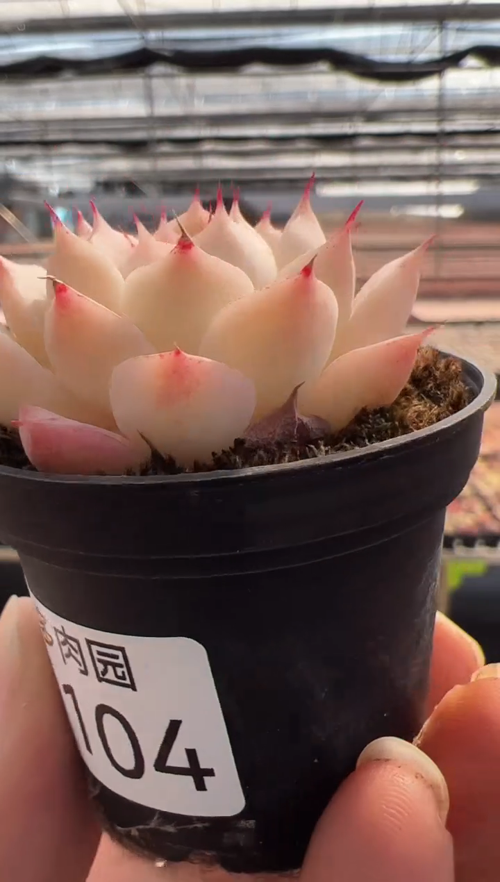 【闪购商品】新品多肉-104