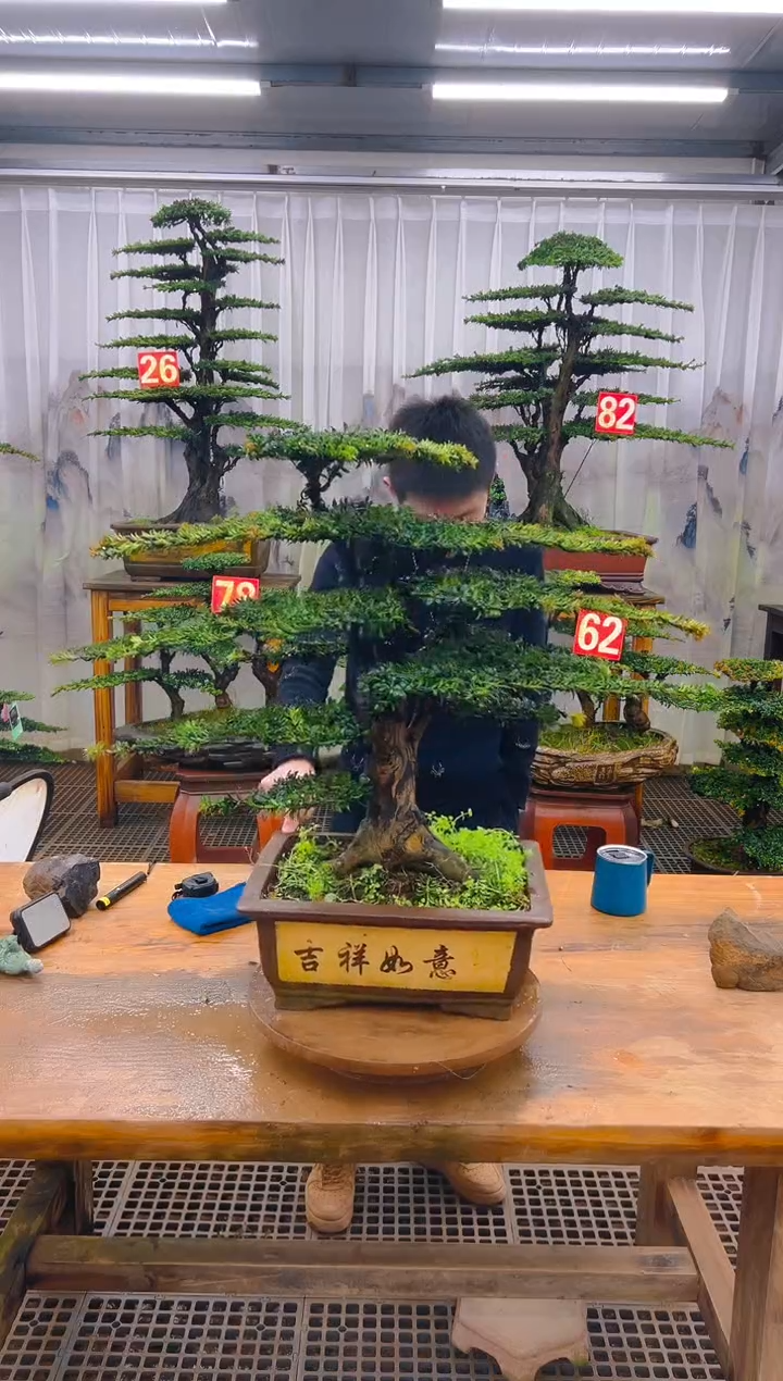 无花朵精品盆景直播间一物一拍