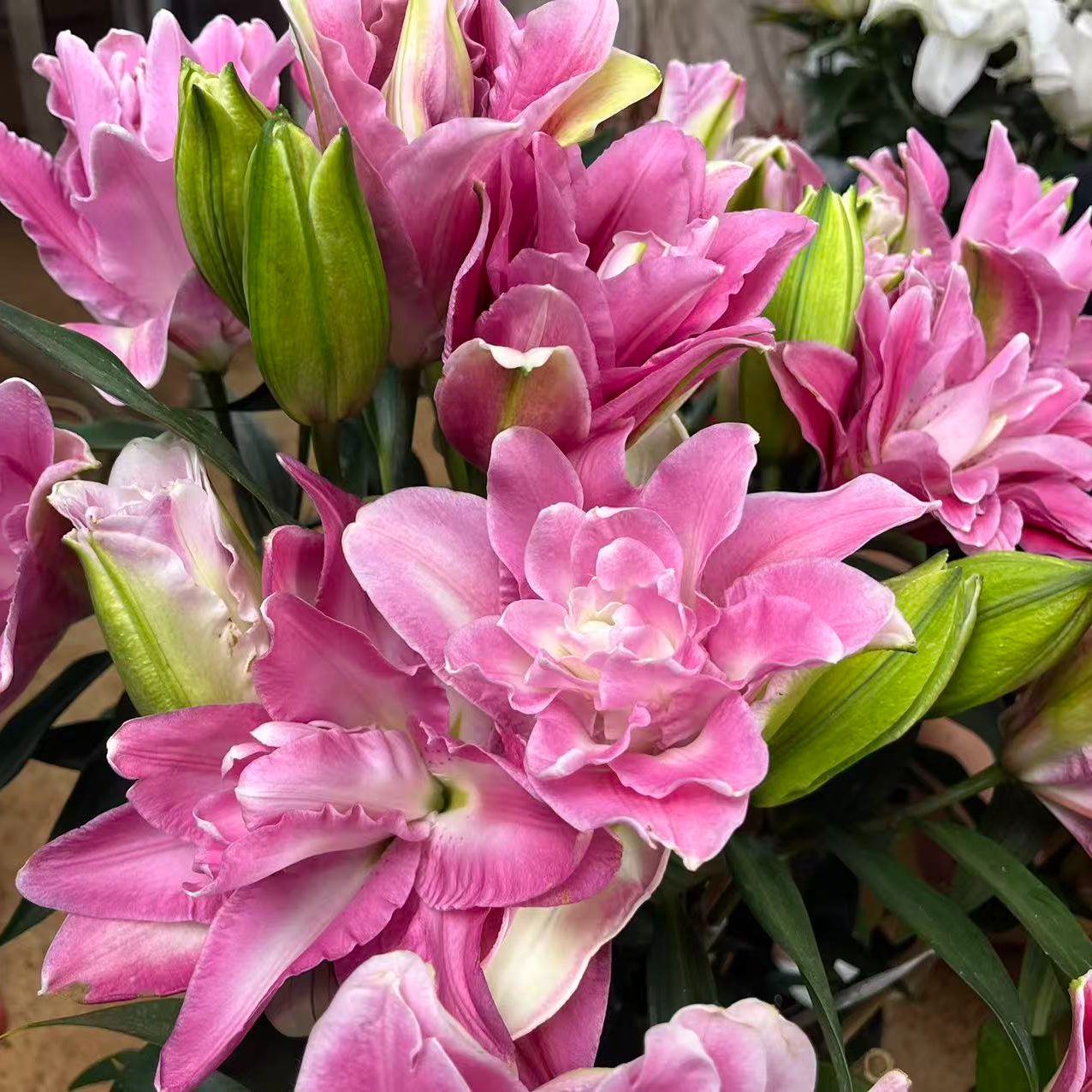 25+周长粉霞一代浓香水秋百合种球带芽重瓣耐寒耐热庭院阳台绿植