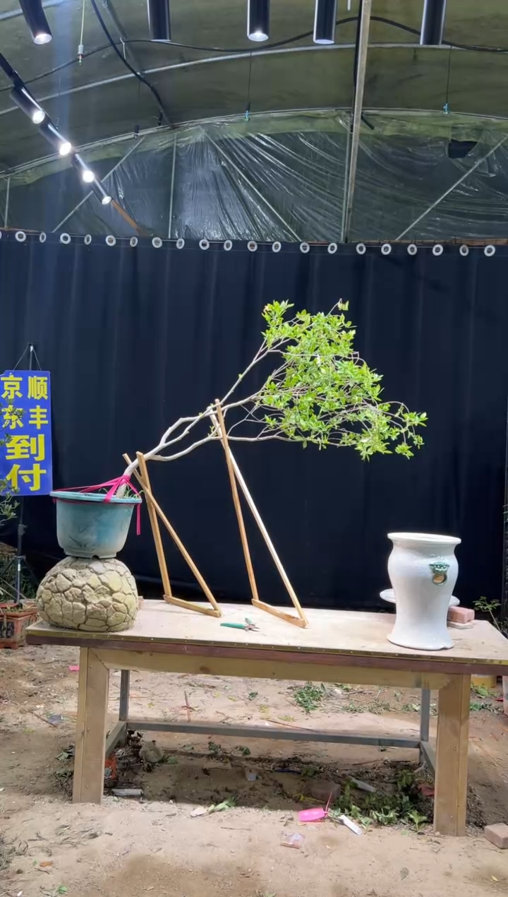 当前无花朵，栽培后可花朵景****店 海岛栀子花