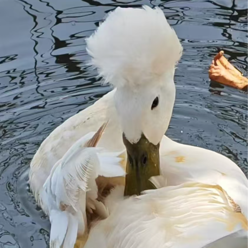 宠物 成年凤头鸭    包邮