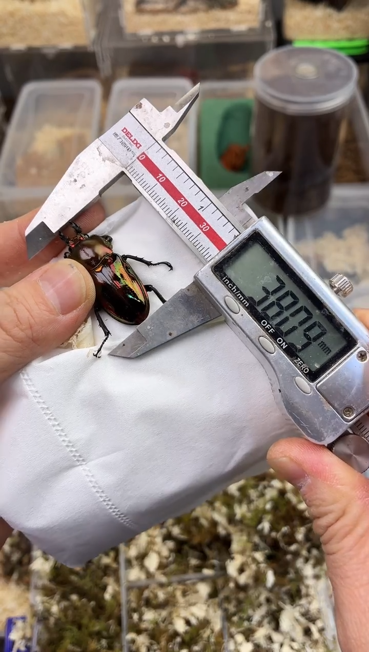 彩虹锹甲成虫母一只