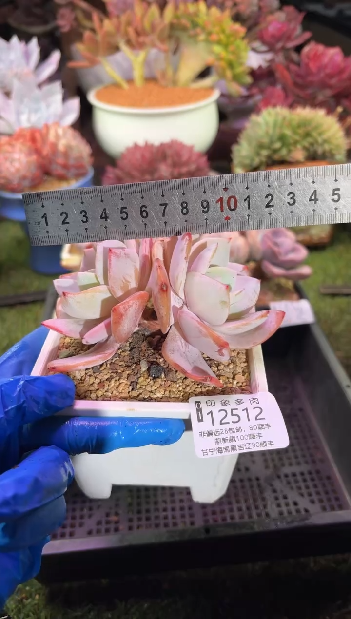 【闪购商品】12512