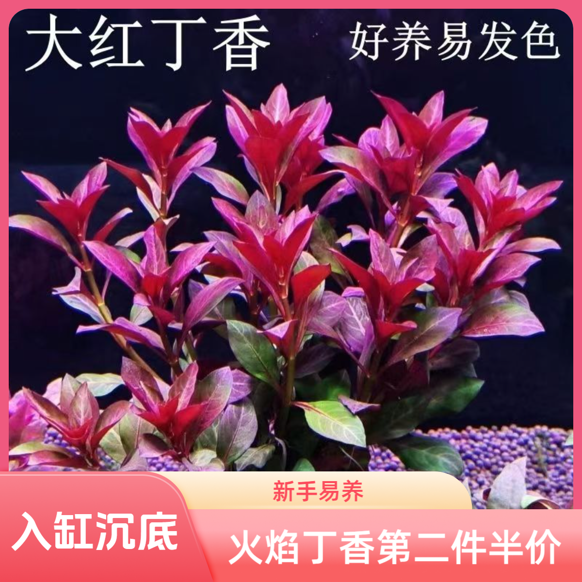 火焰丁香红色水草新手水草入缸沉底