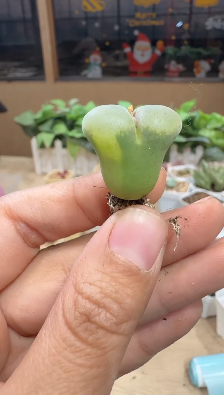 阳*28-377多肉植物肉锥