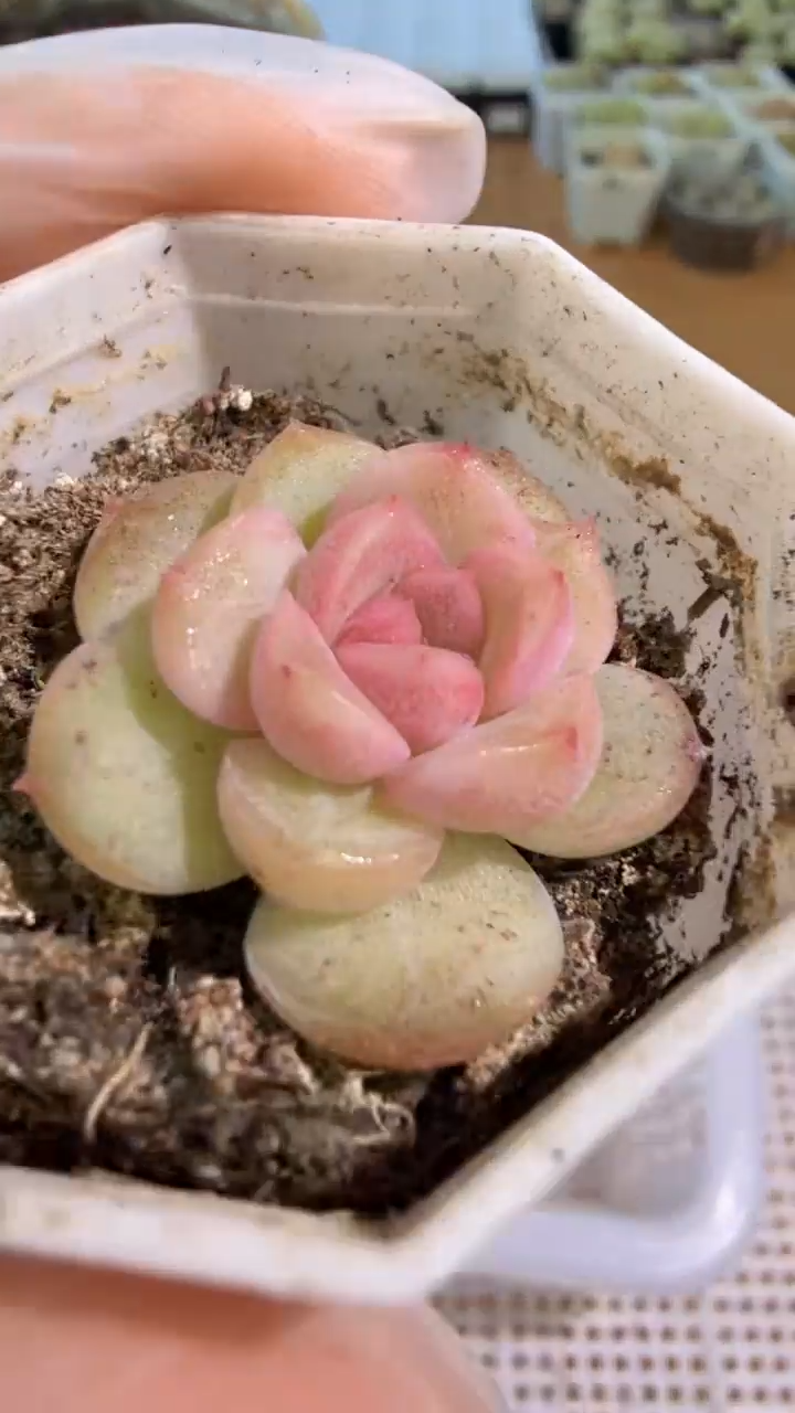 琴心八角杯1盆 单双混 量拍混发