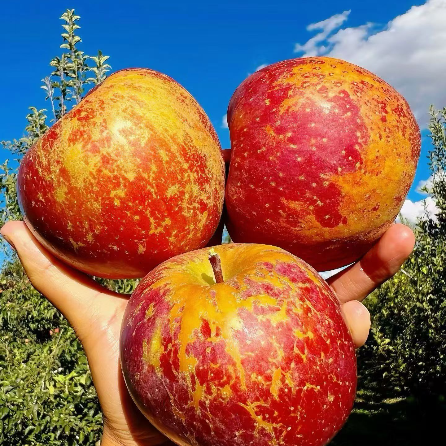 正宗昭通市丑苹果2025昭通冰糖心丑苹果新鲜水果脆甜多汁5/10斤