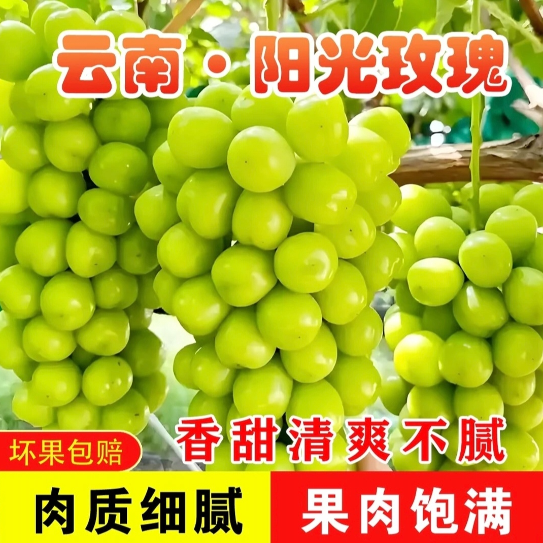 新鲜现摘阳光玫瑰葡萄孕妇小孩当季应季水果脆甜多汁