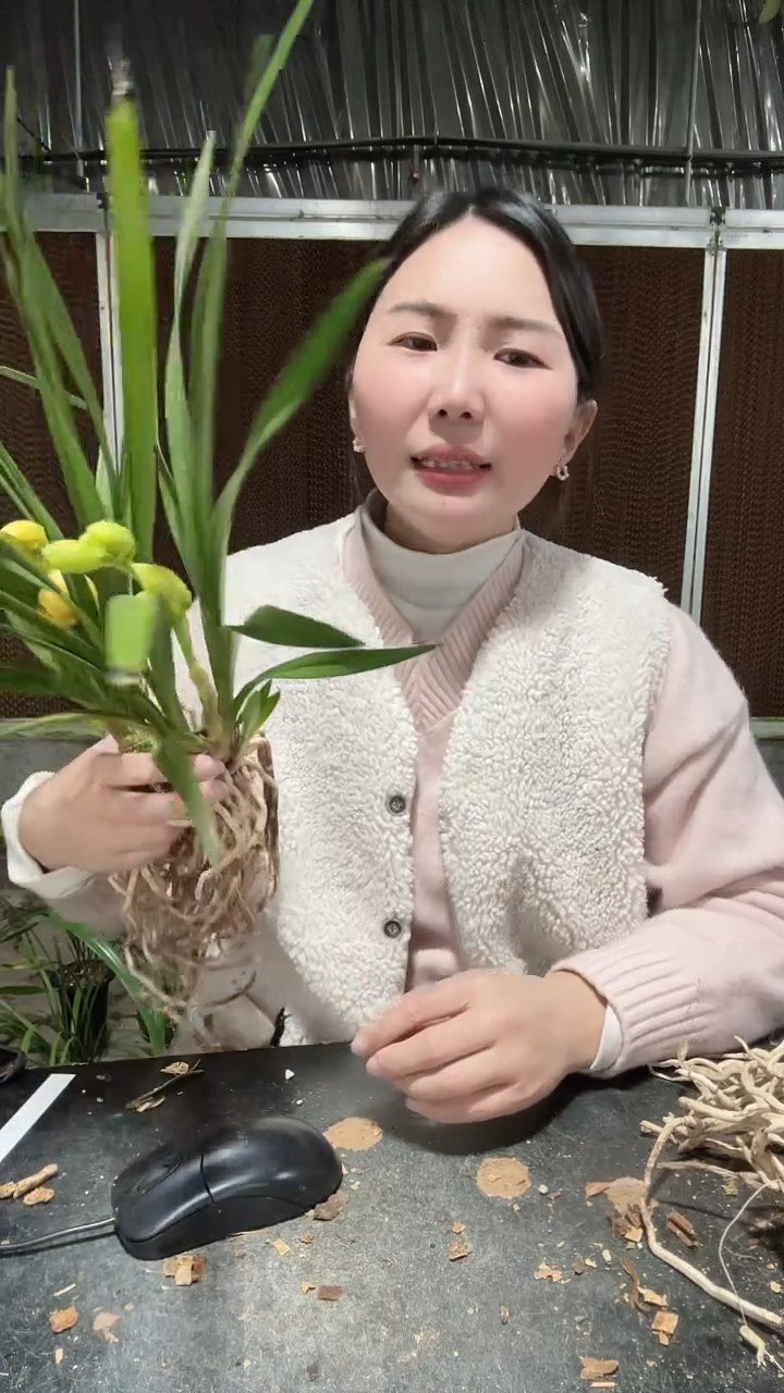 无花朵金凤凰2苗带花苞