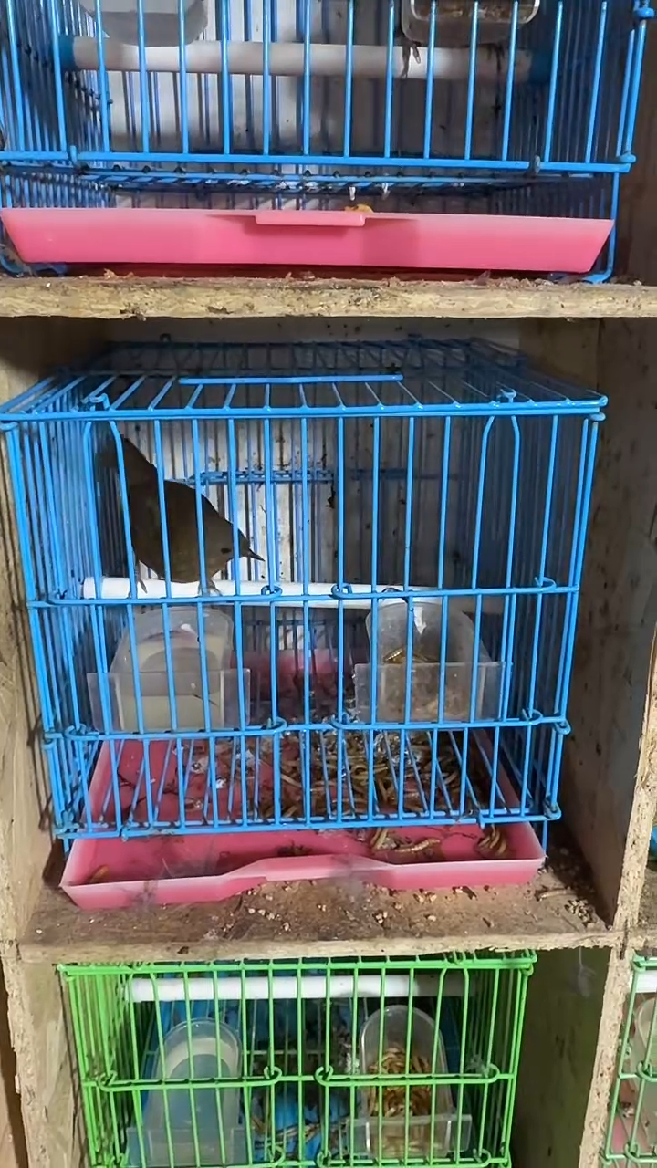 60号  白腹养笼  0元起拍