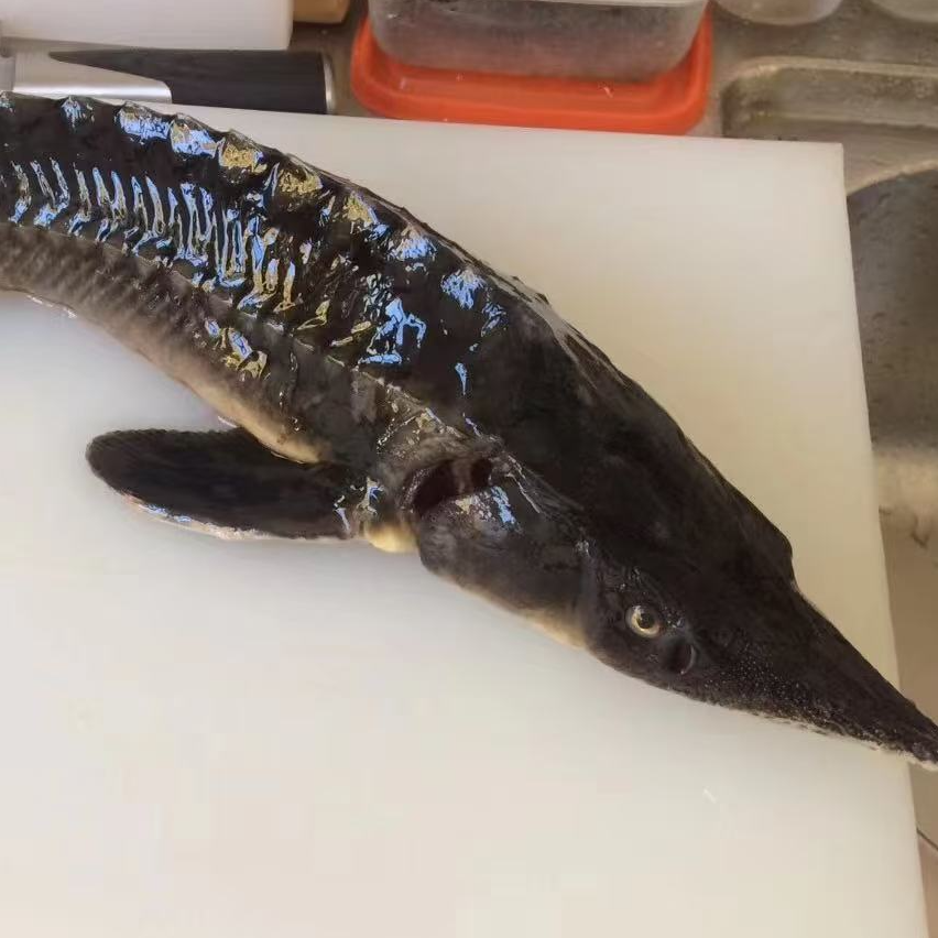 鲜活养殖鲟鱼约3斤左右（默认杀，不杀及其他要求请备注）