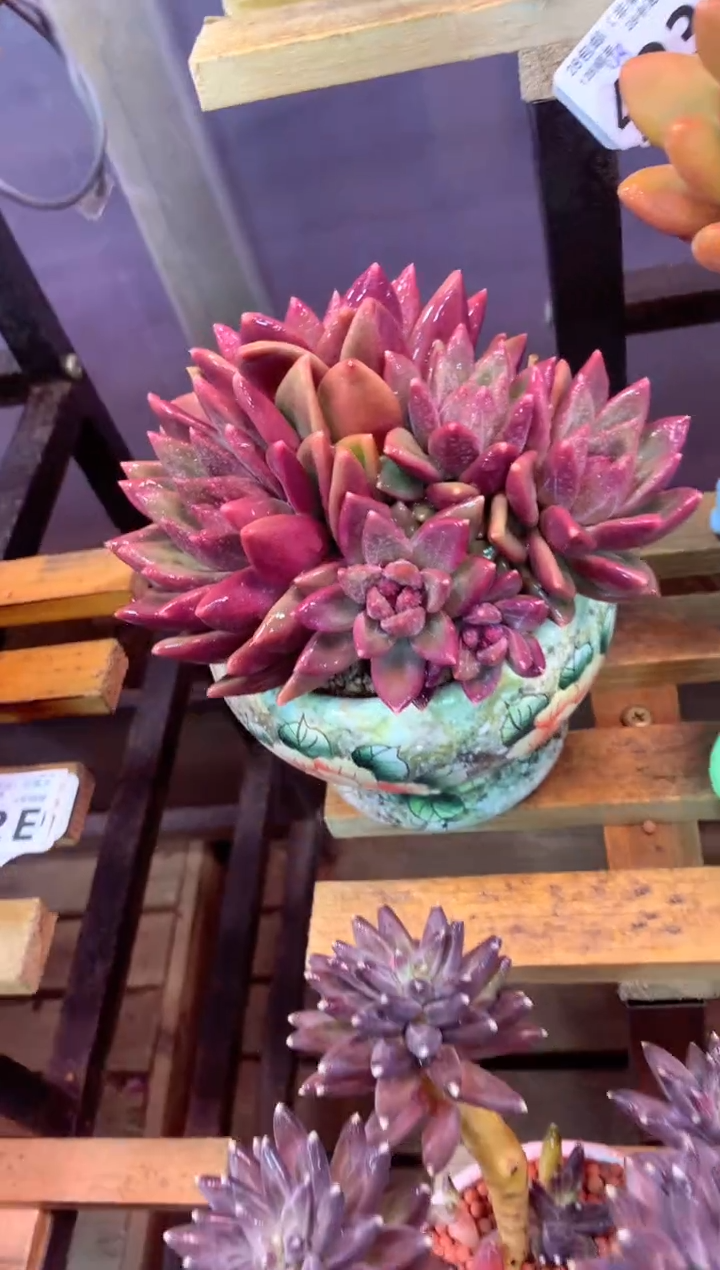 422E（一物一拍，精品多肉，w所见即所得 