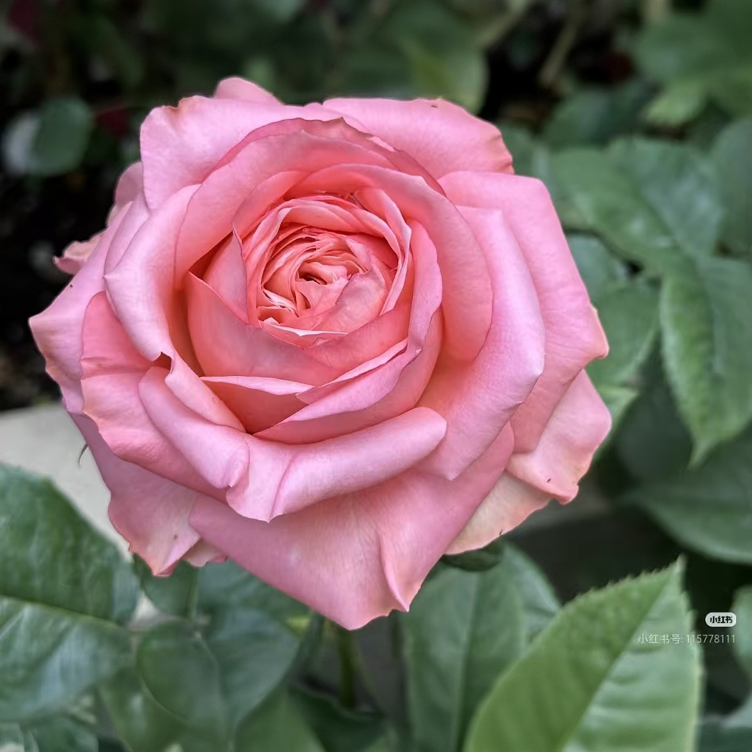 两加仑混苗月季休眠无花去盆