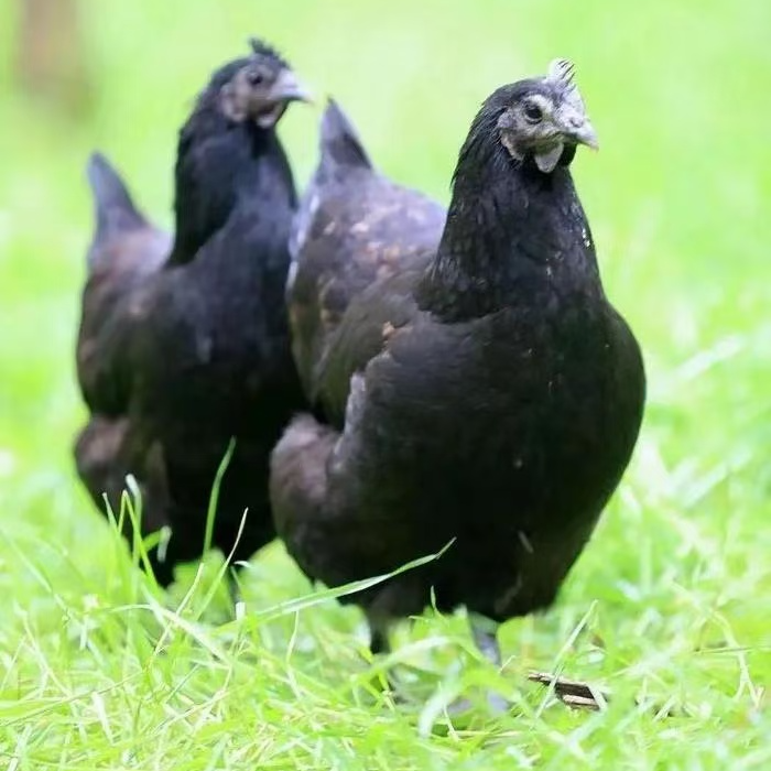 五黑鸡整鸡生鲜肉质鲜美多汁到手50只