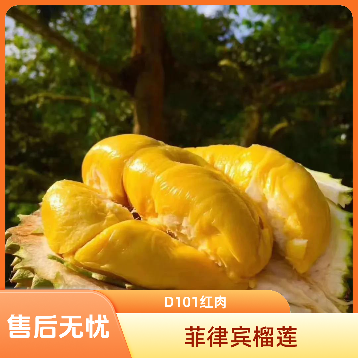 【D101红肉】新鲜菲律宾榴莲1~3斤深圳小时达核小香甜软糯D101红肉菲律宾