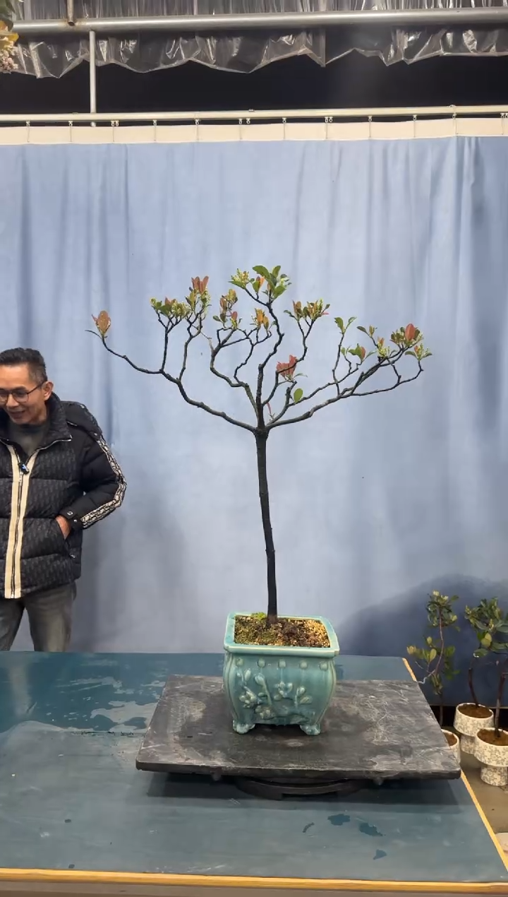 【闪购商品】盆景春花