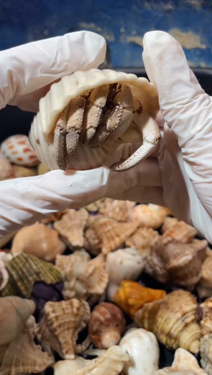 蜗居异宠9505瘸腿红海