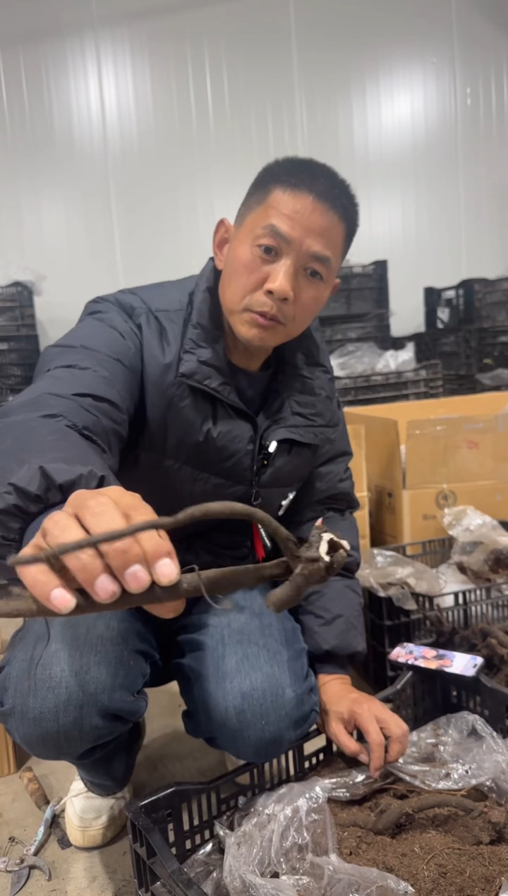 姑**窗姑苏寒窗   78  粉色棉花糖