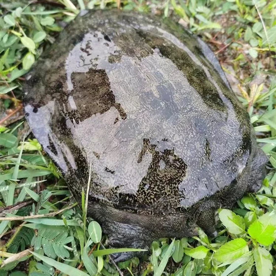 【正宗江河野生团鱼、一物一拍】大自然的味道、次日达今天拍明天到、1500g起精品