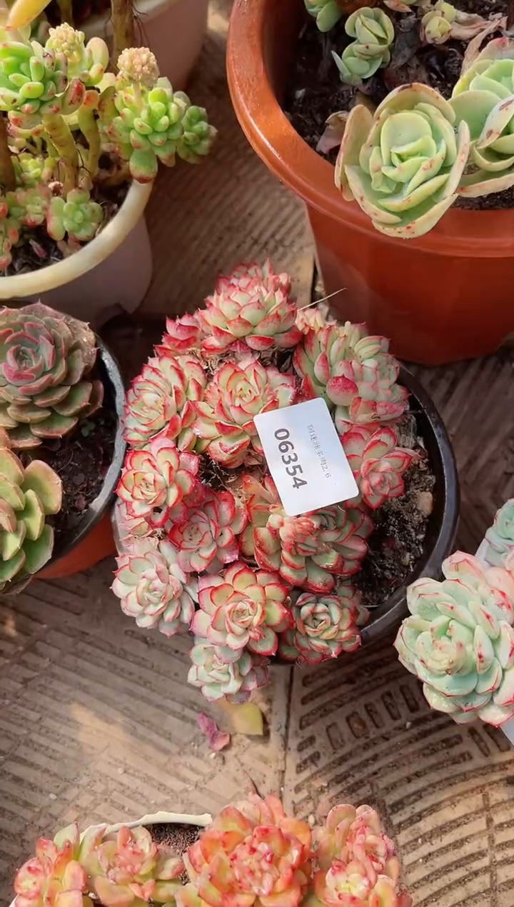 【闪购商品】06354