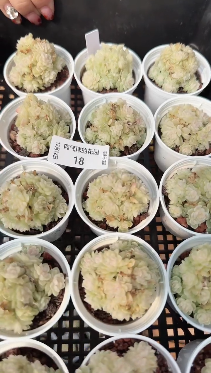 1212-18明月珠多肉量拍任意发一颗群生不包整