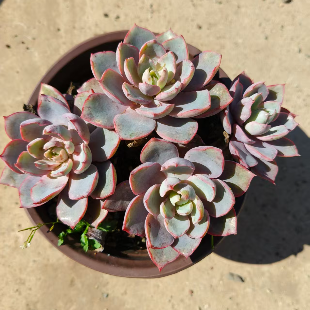 赫拉多肉室内养殖精品盆栽耐寒好养