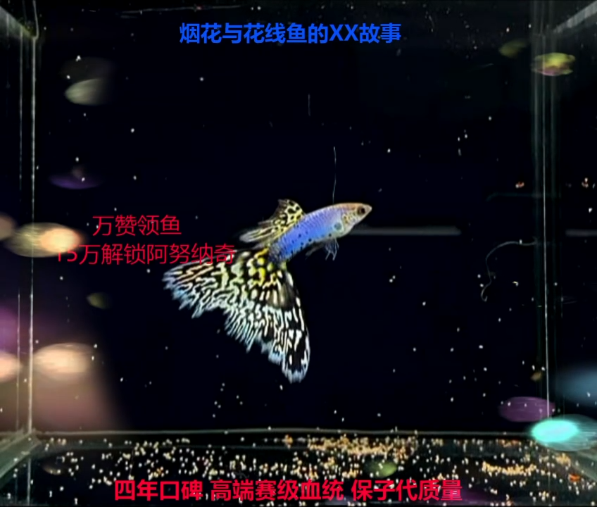 孔雀鱼新加蓝黄马（白子基）种鱼微破体验1对