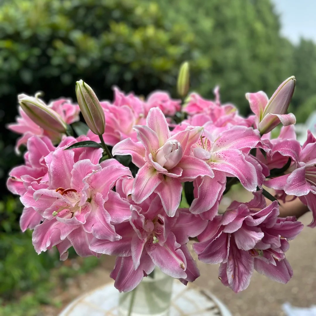 【花王朝】魔法公主香水百合 任意2单以上包邮 发货后不支持退款