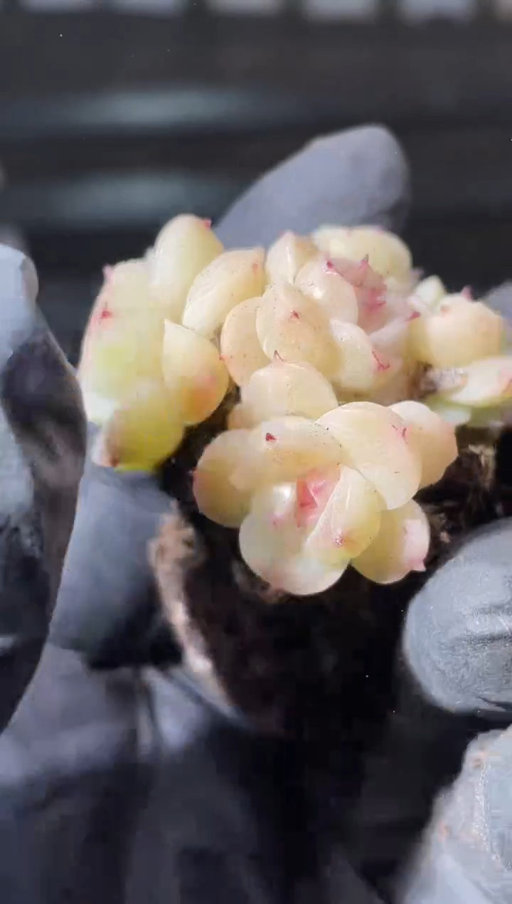 17-1小殿下群3-4厘米不包整散量拍发一颗