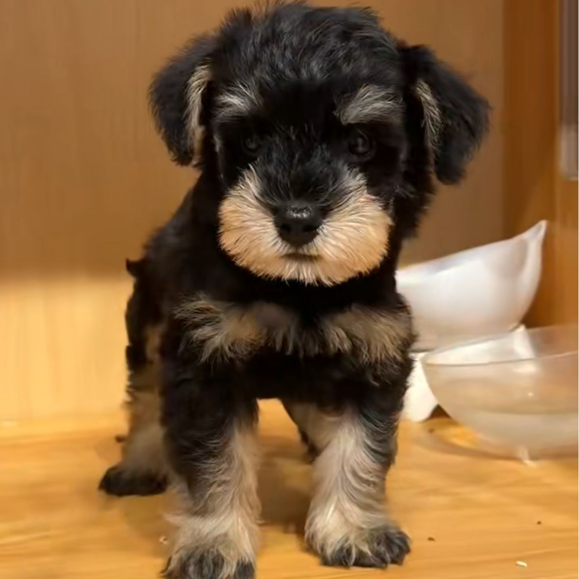 【百万犬舍】多犬种（一物一拍）家庭宠物狗狗活体可爱幼犬