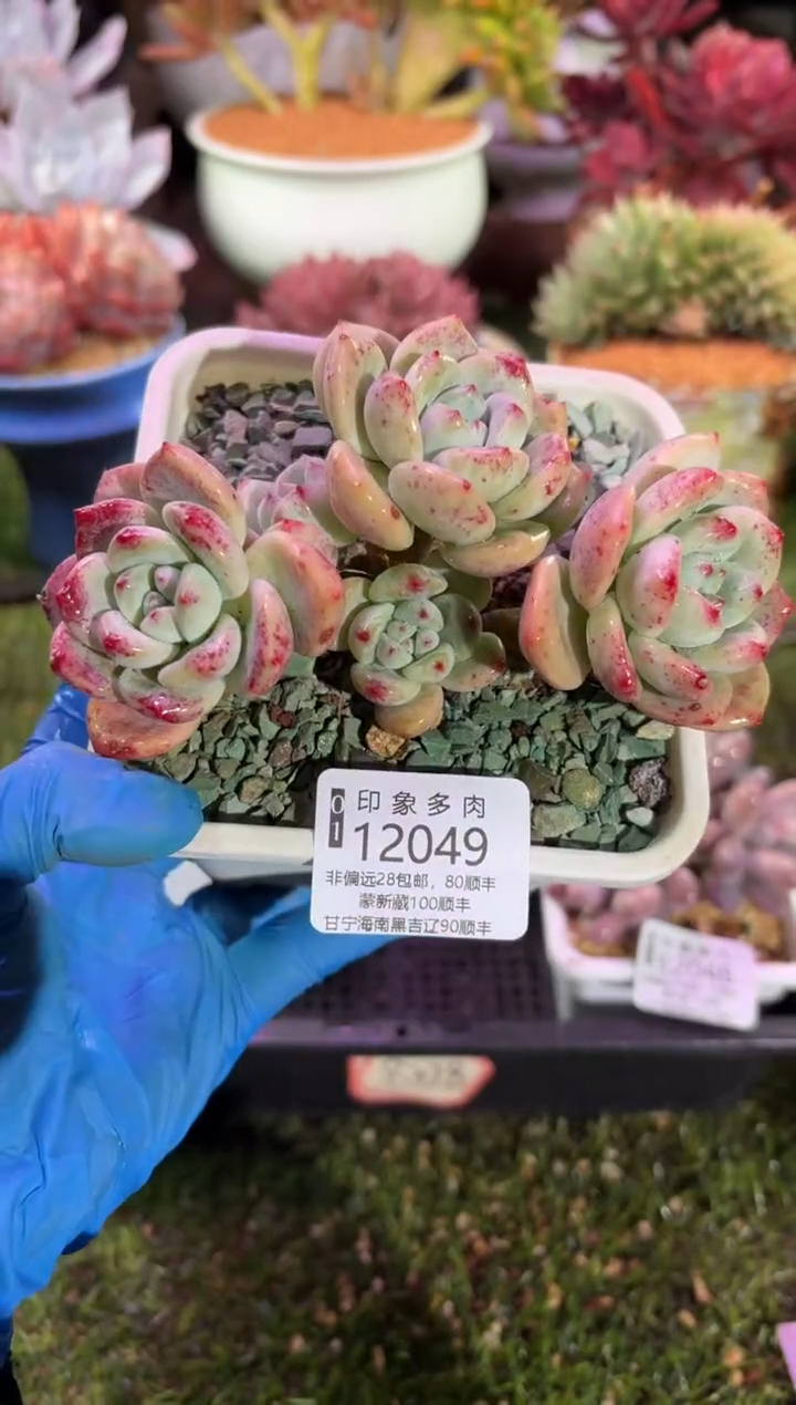 【闪购商品】12049