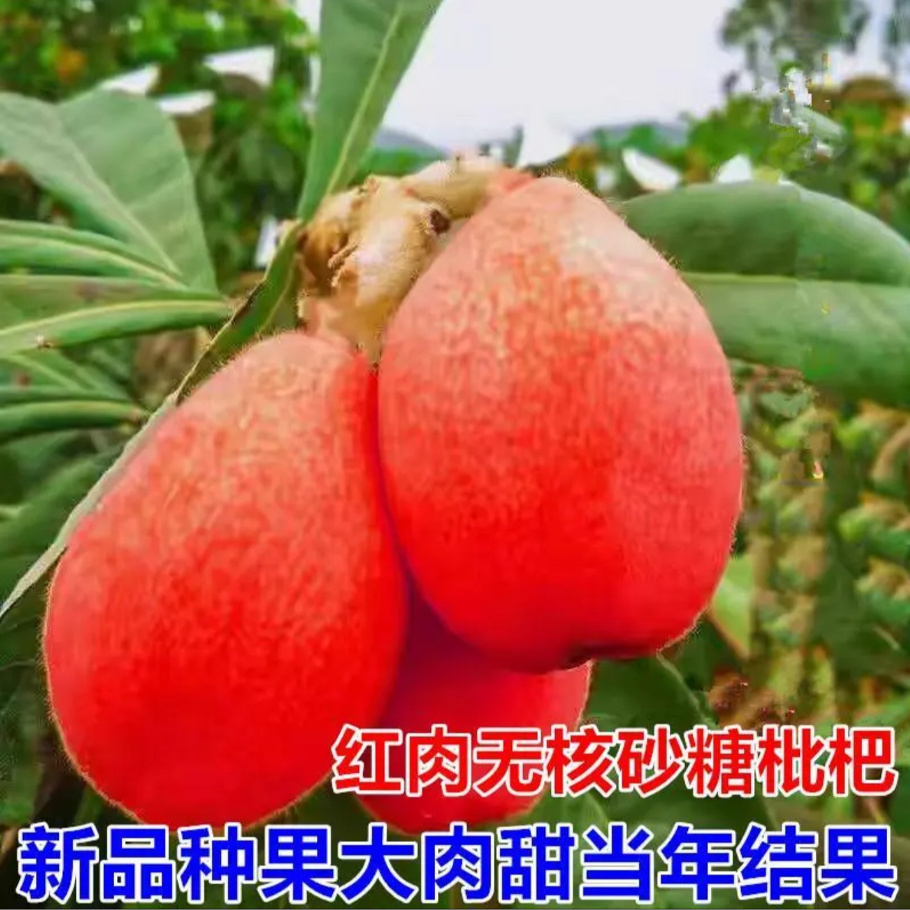a【带土球发货】枇杷树苗果树果苗盆栽嫁接新品种树苗南北方种植