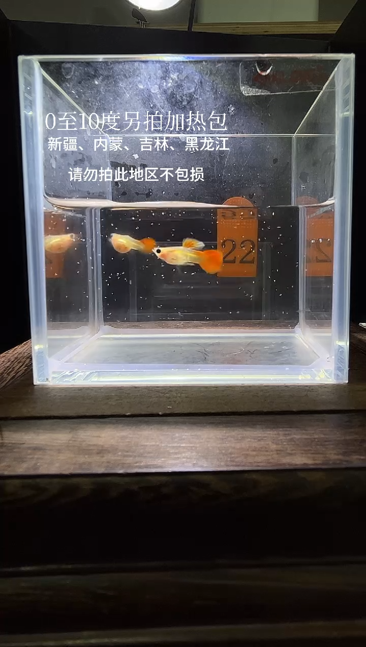 孔雀鱼银河普通体22