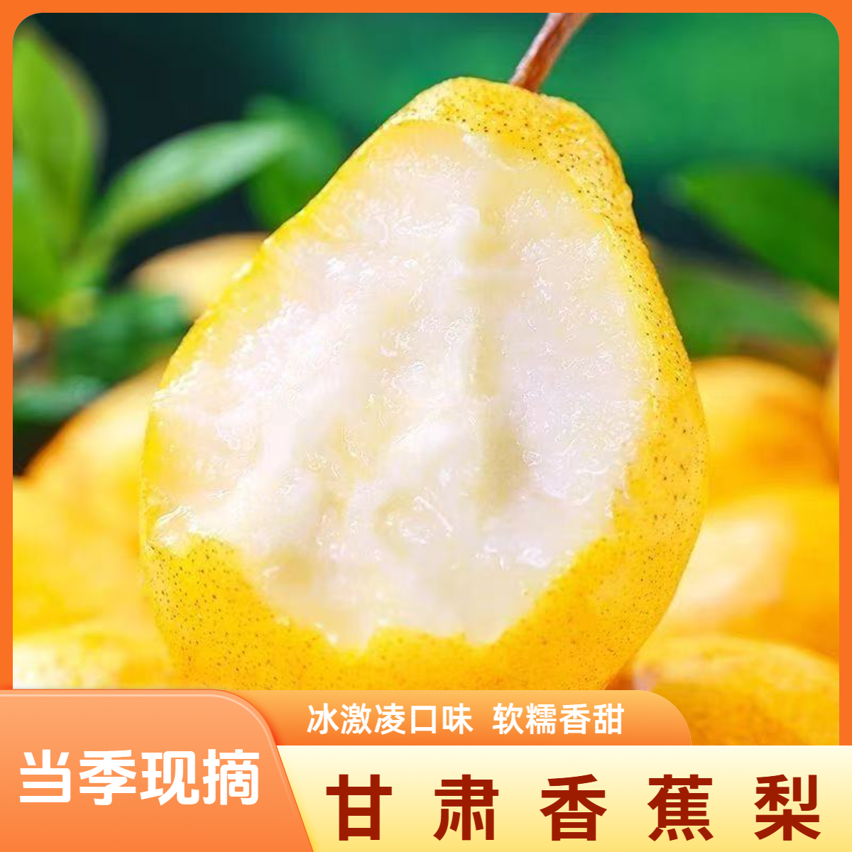 正宗甘肃天水香蕉梨太婆梨香甜软糯多汁现摘洋梨新鲜水果整箱包邮