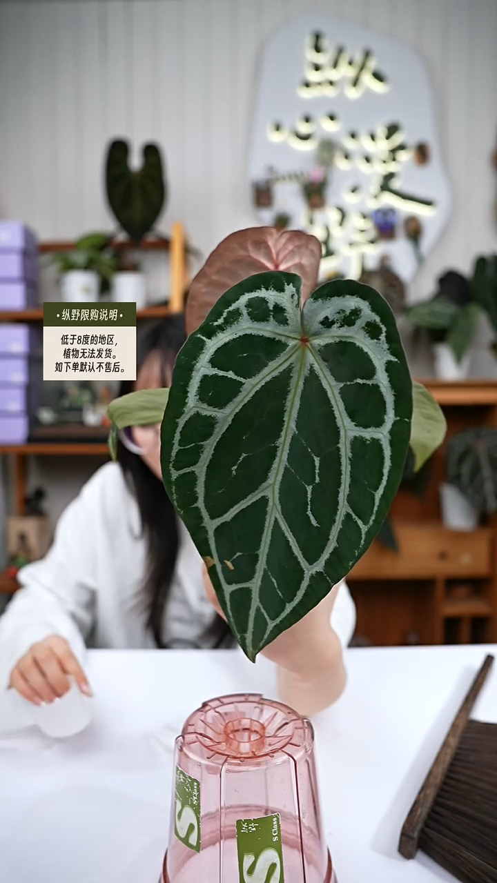 完全开放Y80女团杂
