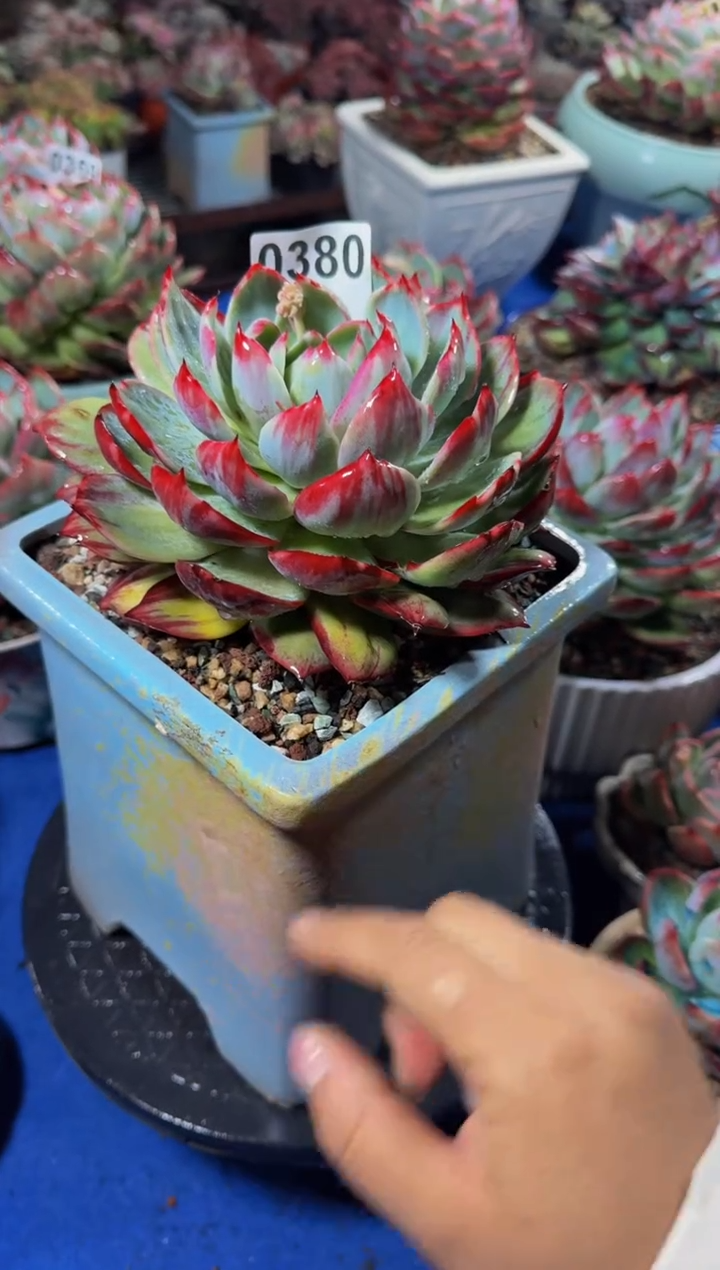 【闪购商品】A0380惊鸿仙子