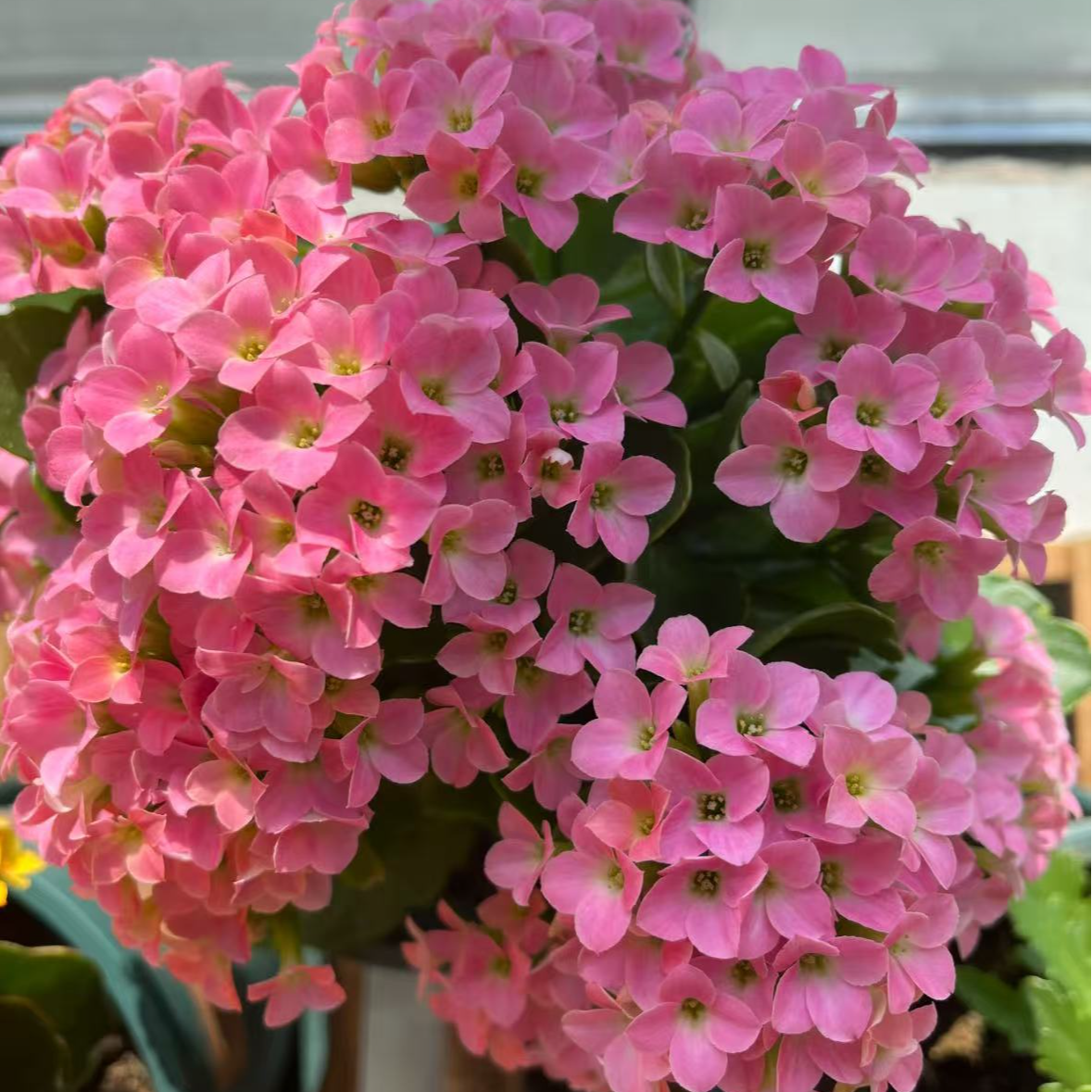 【李先生】哈瑞特~长寿花室内盆栽四季开花植物