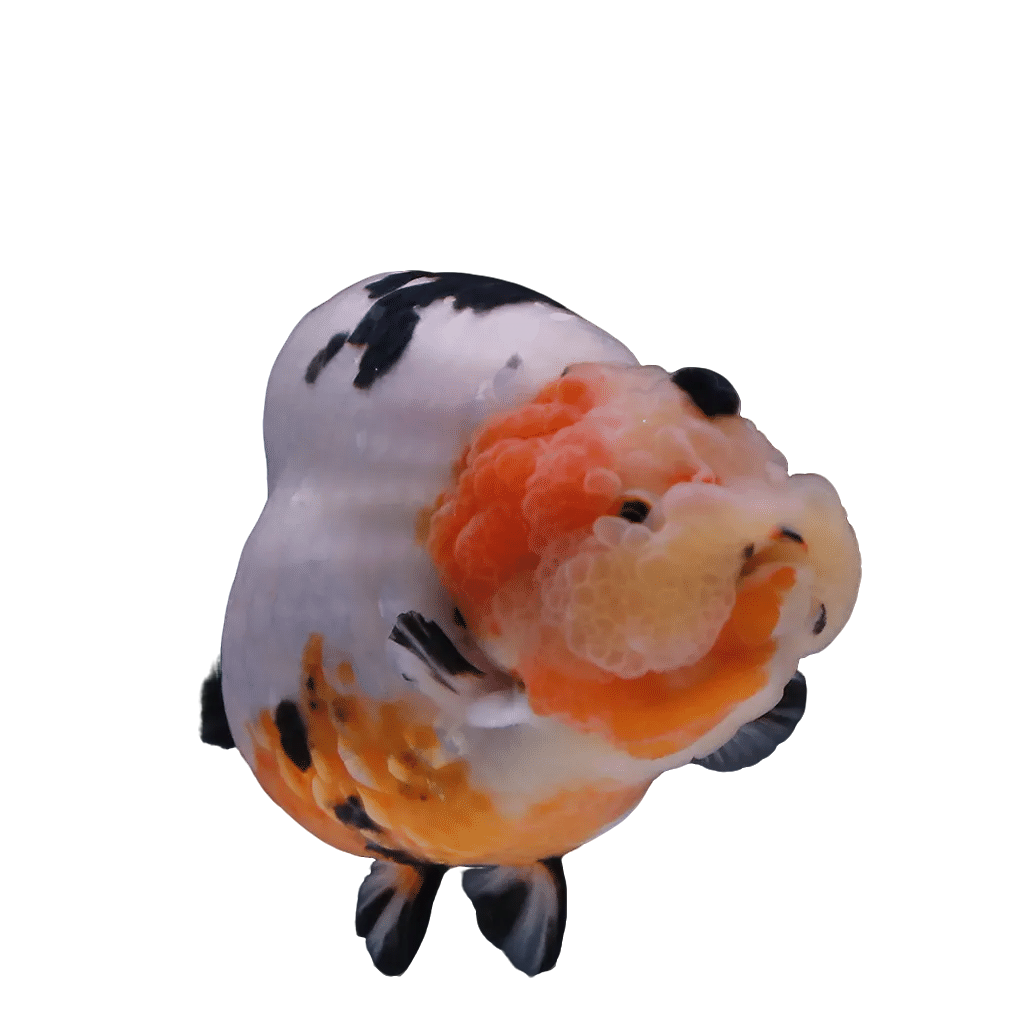 （34号！邮费+包装费必拍！）精品兰寿金鱼淡水鱼好养耐活观赏鱼