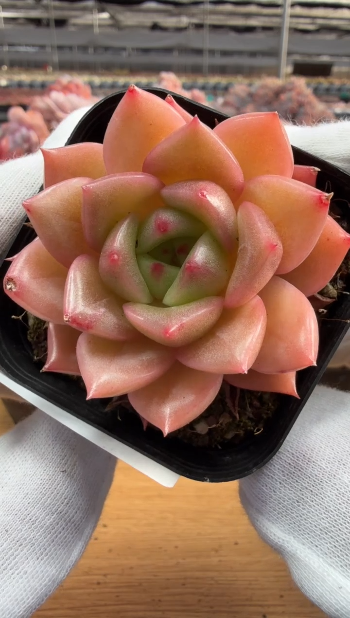 东云多肉园三店-134