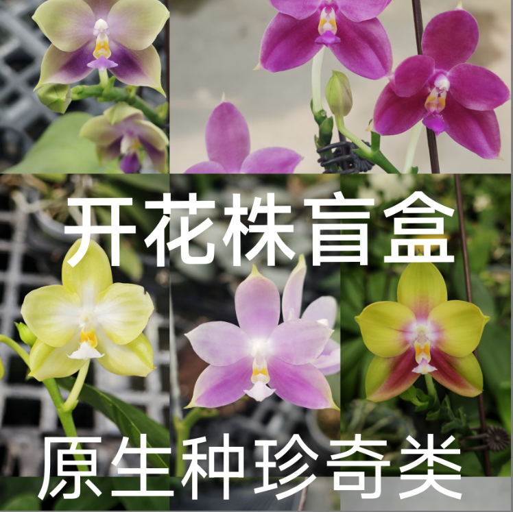 开花株盲盒 2.5寸 原生种珍奇类 微瑕疵