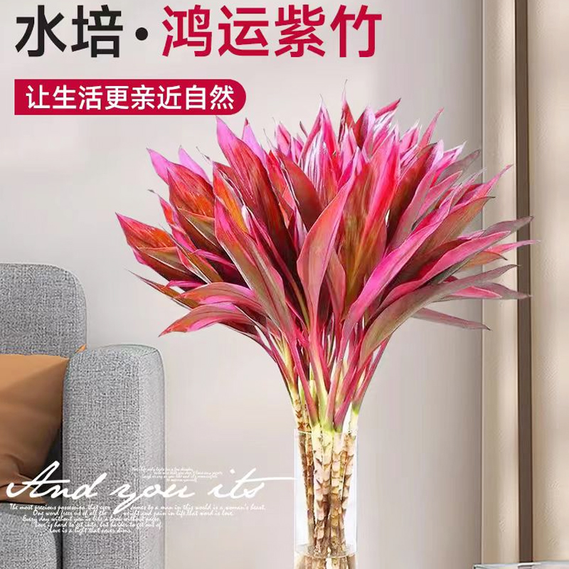 【精品】鸿运竹紫竹富贵竹鸿运当头室内红朱蕉简单好养净化空气水