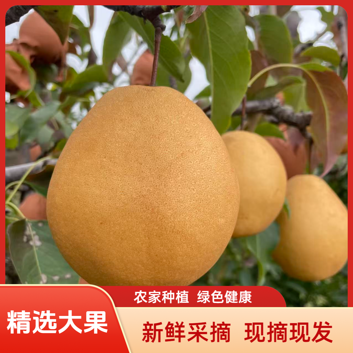 正宗甘肃雪花梨新鲜梨子冰糖雪梨梨子秋月梨水果整箱批发甘肃糖梨